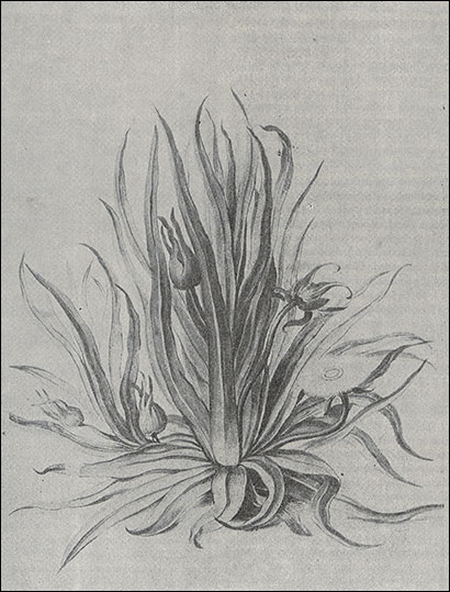 Introimage