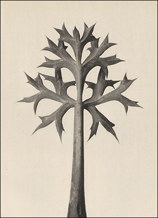 Introimage