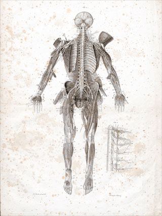 Introimage
