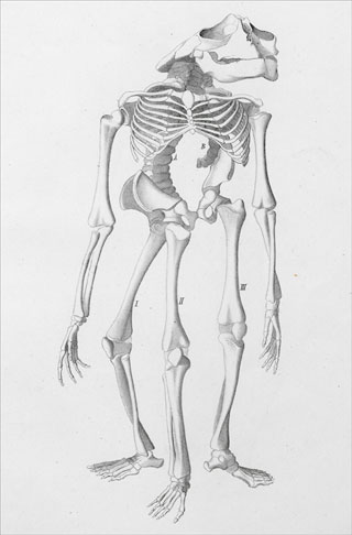 Introimage