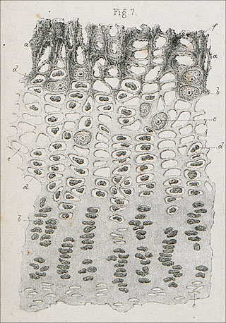 Introimage