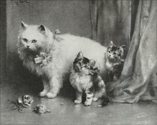 Introimage