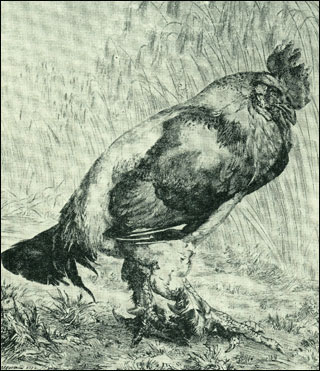 Introimage