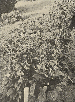 Introimage