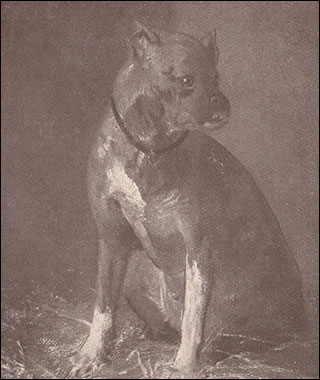Introimage
