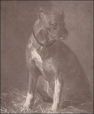 Introimage