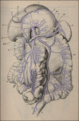 Introimage