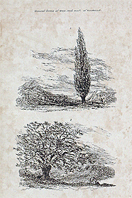 Introimage