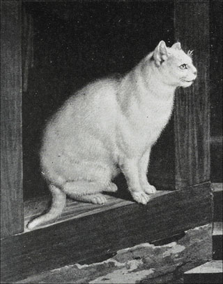 Introimage