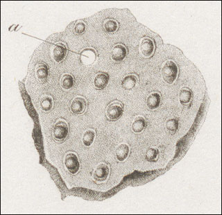 Introimage
