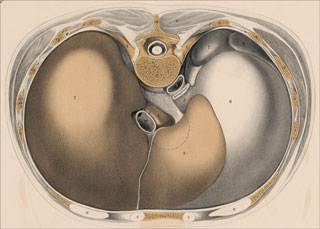 Introimage