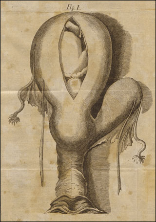 Introimage