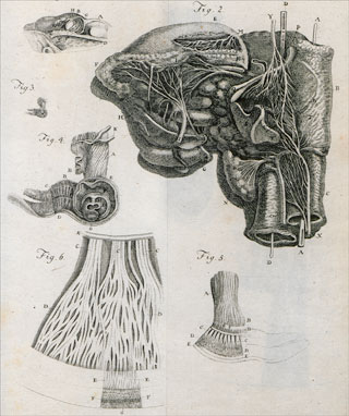 Introimage