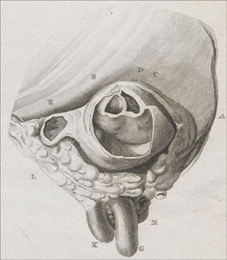 Introimage