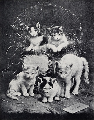 Introimage