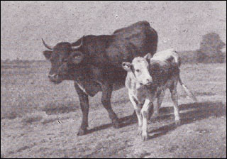 Introimage