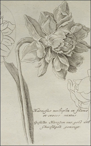 Introimage