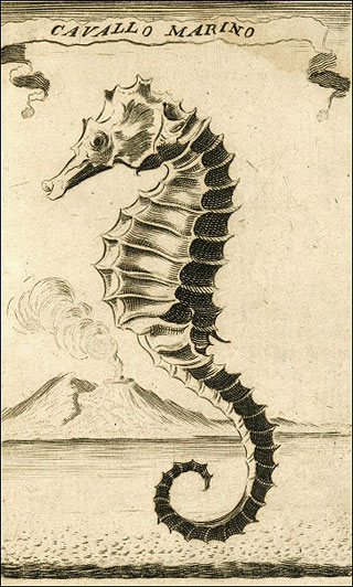 Introimage