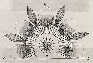 Introimage
