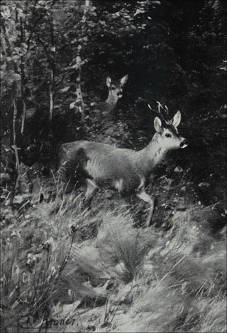 Introimage