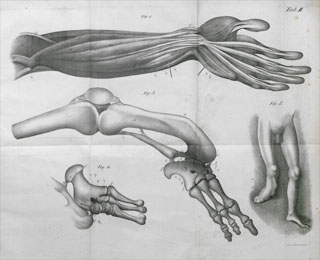 Introimage
