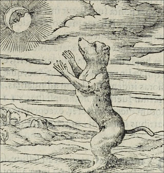 Introimage